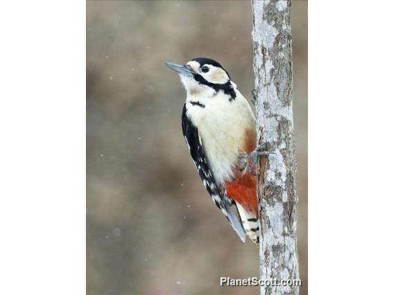 Great Spotted Woodpecker (Dendrocopos major)