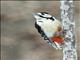 Great Spotted Woodpecker (Dendrocopos major)