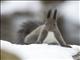 Eurasian Red Squirrel (Sciurus vulgaris)