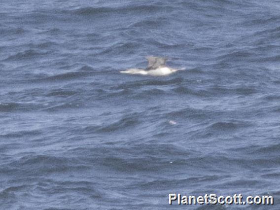 Arctic Loon (Gavia arctica)