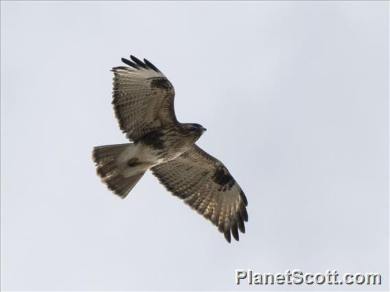 Eastern Buzzard (Buteo japonicus)