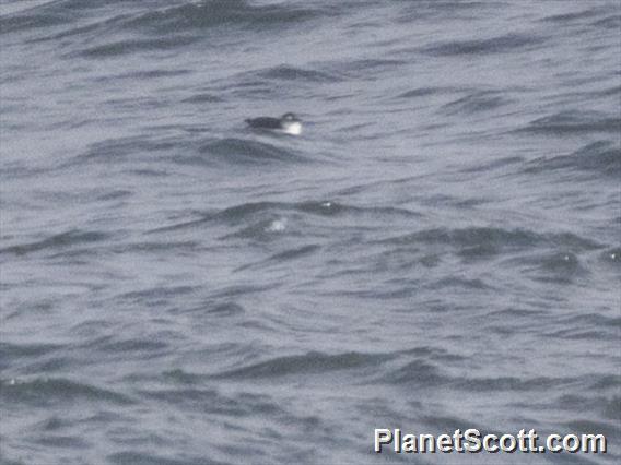 Spectacled Guillemot (Cepphus carbo)