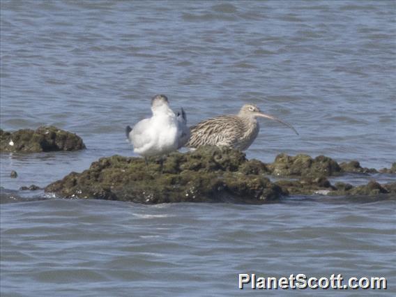 Far Eastern Curlew (Numenius madagascariensis)