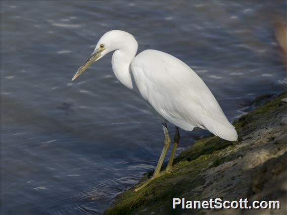 Pacific Reef-Heron (Egretta sacra)