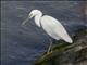 Pacific Reef-Heron (Egretta sacra) - White Morph