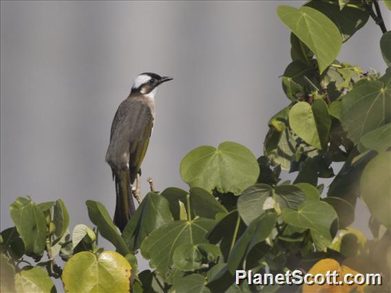 Light-vented Bulbul (Pycnonotus sinensis)