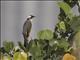 Light-vented Bulbul (Pycnonotus sinensis)