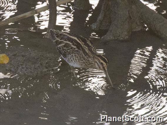 Common Snipe (Gallinago gallinago)