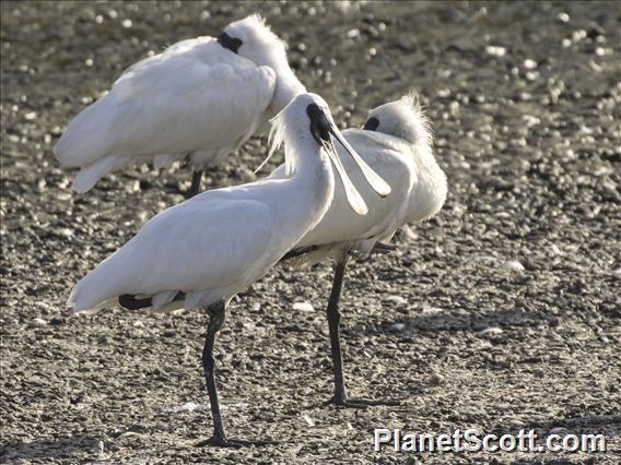 Black-faced Spoonbill (Platalea minor)