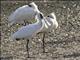 Black-faced Spoonbill (Platalea minor)