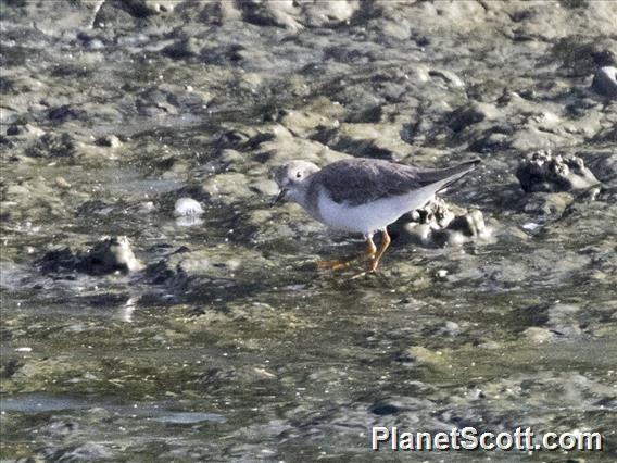 Temminck's Stint (Calidris temminckii)