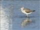 Common Greenshank (Tringa nebularia)