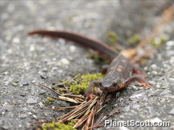 Sword-tailed Newt (Cynops ensicauda)