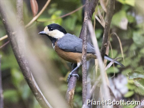 Varied Tit (Sittiparus varius)