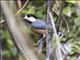 Varied Tit (Sittiparus varius)