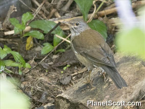 Pale Thrush (Turdus pallidus)