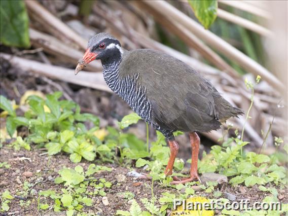 Okinawa Rail (Gallirallus okinawae)