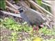 Okinawa Rail (Gallirallus okinawae)