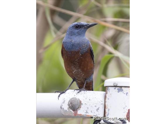 Blue Rock-Thrush (Monticola solitarius)