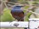 Blue Rock-Thrush (Monticola solitarius)