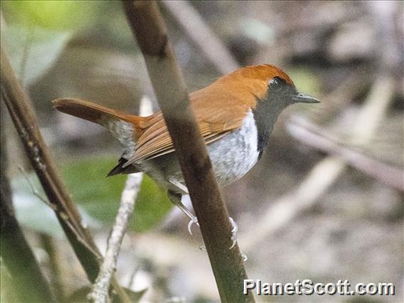 Okinawa Robin (Larvivora namiyei)