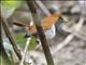 Okinawa Robin (Larvivora namiyei)