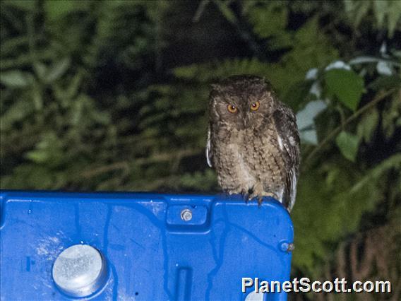 Japanese Scops-Owl (Otus semitorques)