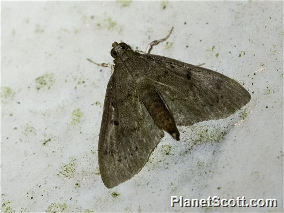 Crambid Snout Moth (Crambidae sp)