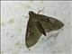 Crambid Snout Moth (Crambidae sp)