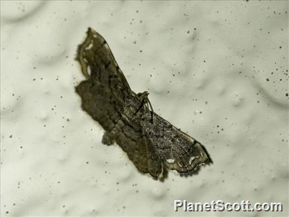 Crambid Snout Moth (Neomusotima fuscolinealis)