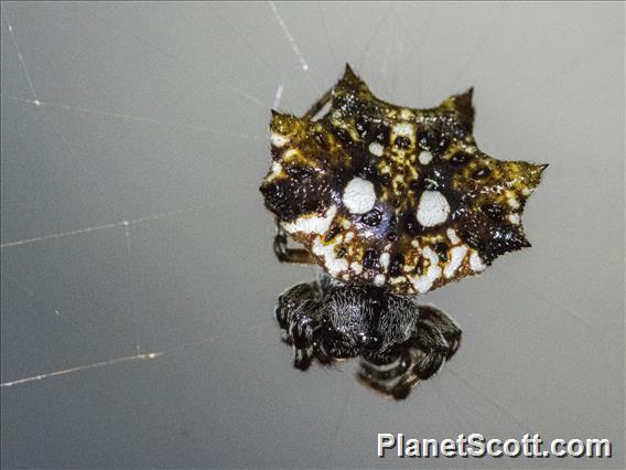 Asian Spinybacked Orbweaver (Thelacantha brevispina)