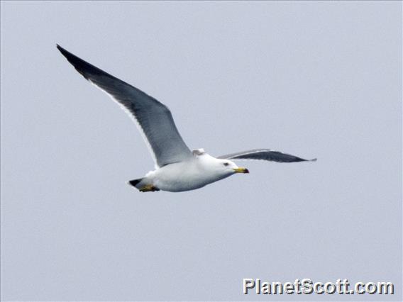 Black-tailed Gull (Larus crassirostris)