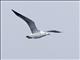 Black-tailed Gull (Larus crassirostris)