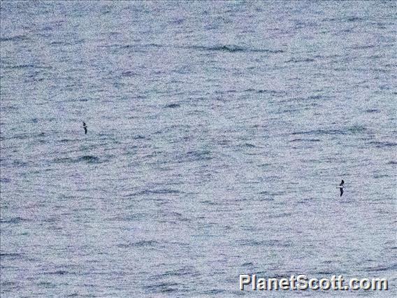 Streaked Shearwater (Calonectris leucomelas)