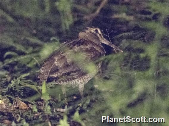 Amami Woodcock (Scolopax mira)