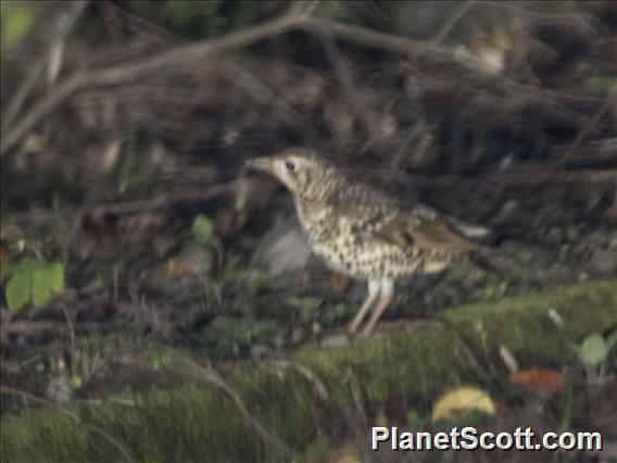 Amami Thrush (Zoothera major)