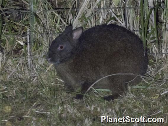 Amami Rabbit (Pentalagus furnessi)