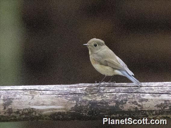 Red-flanked Bluetail (Tarsiger cyanurus)