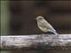 Red-flanked Bluetail (Tarsiger cyanurus)