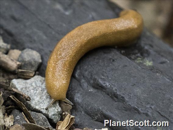 Amami Slug (Meghimatium sp)