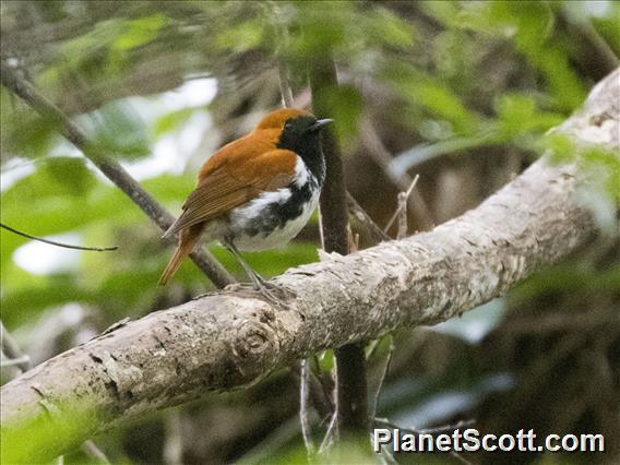 Ryukyu Robin (Larvivora komadori)