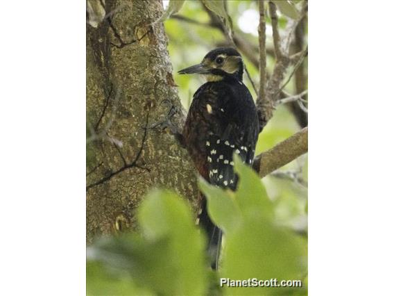 White-backed Woodpecker (Dendrocopos leucotos)