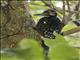 White-backed Woodpecker (Dendrocopos leucotos)