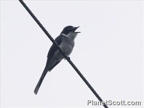 Ryukyu Minivet (Pericrocotus tegimae)