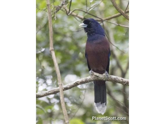 Lidth's Jay (Garrulus lidthi)