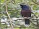 Lidths Jay (Garrulus lidthi)