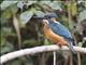 Common Kingfisher (Alcedo atthis)