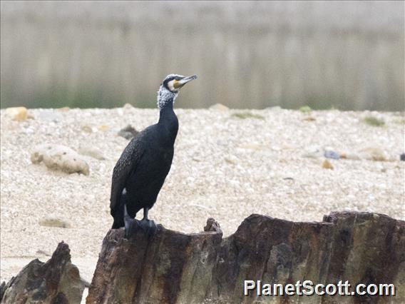 Japanese Cormorant (Phalacrocorax capillatus)