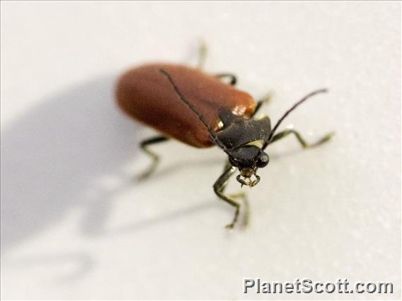 Soldier Beetle (Cantharidae sp)