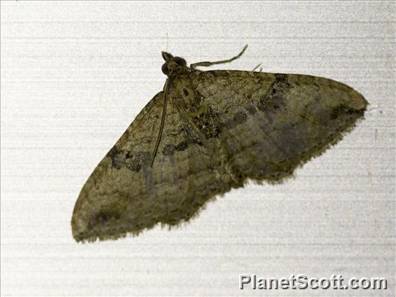 Carpet Moth (Larentiinae sp)